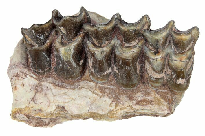 Oreodont (Merycoidodon) Jaw Section - South Dakota #254971